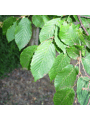 Carpinus betulus 'Fastigiata' blad